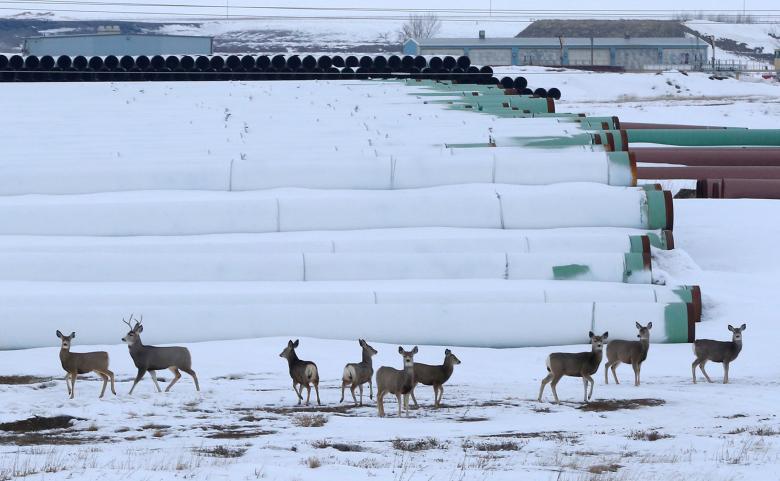 pipeline_deer.jpg